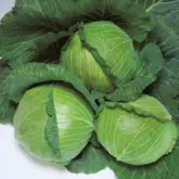 Seminte varza Grand K-K Cross F1