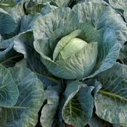 Seminte varza Strukta F1