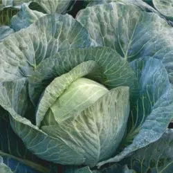 Seminte varza Strukta F1