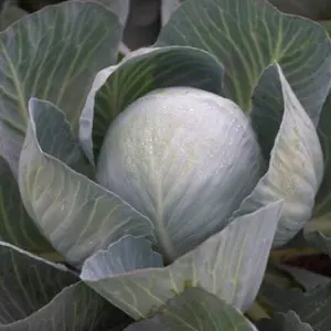 Seminte varza Coronation F1