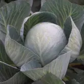 Seminte varza Coronation F1