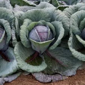 Seminte varza Ruby Charm F1