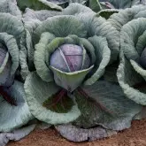 Seminte varza Ruby Charm F1