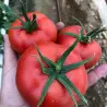 Seminte tomate Demiroz F1