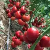 Seminte tomate Demiroz F1