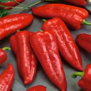 Seminte ardei kapia Marconi