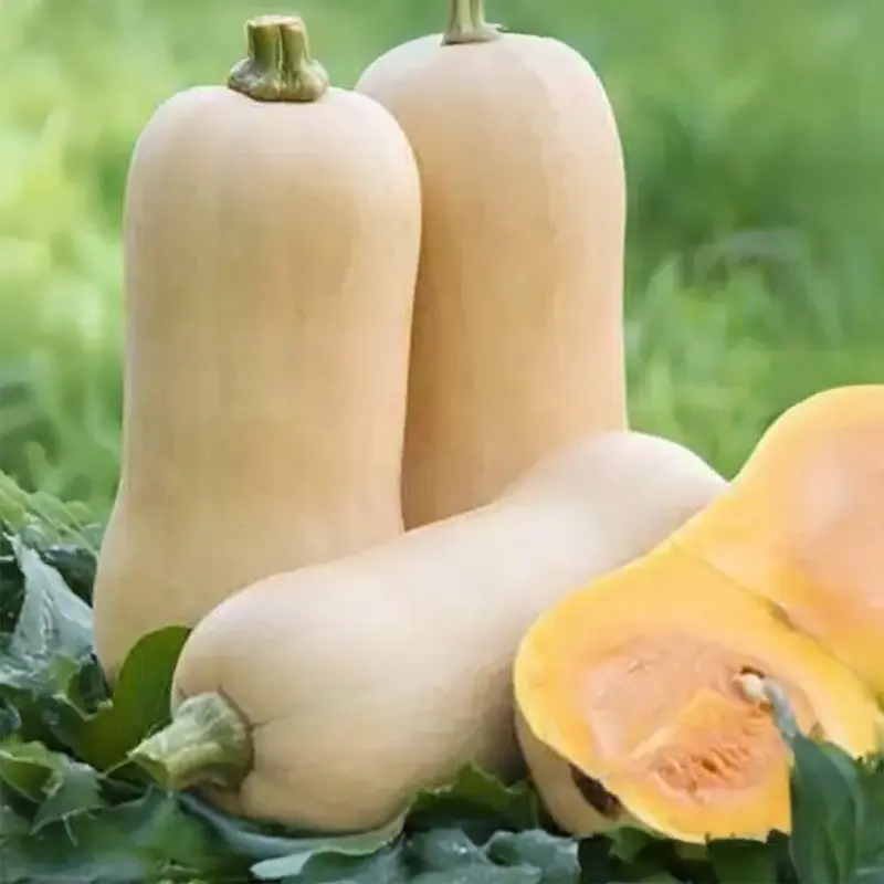 Seminte dovleac Waltham Butternut