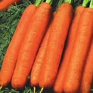 Seminte morcov Nantes 5 Naba