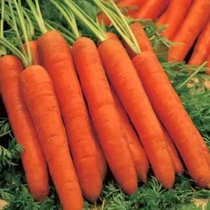 Seminte morcov Nantes 2 Castle