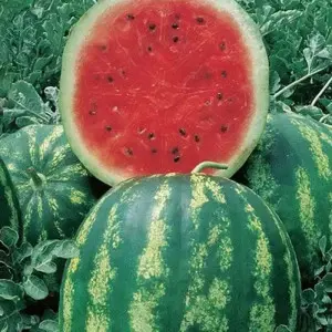 Seminte pepene verde Crimson Sweet