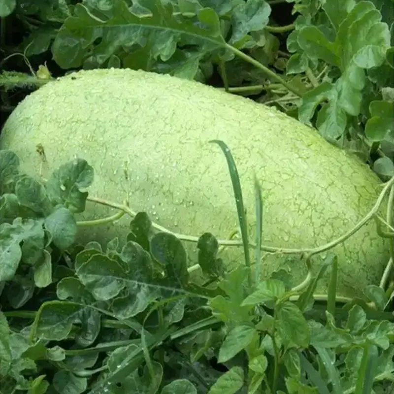 Seminte pepene verde Charleston Gray