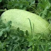 Seminte pepene verde Charleston Gray