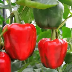 Seminte ardei California Supreme