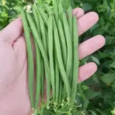 Seminte fasole oloaga fideluta Caledonia