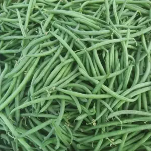 Seminte fasole oloaga fideluta Elba