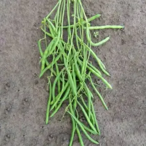 Seminte fasole oloaga fideluta Elba