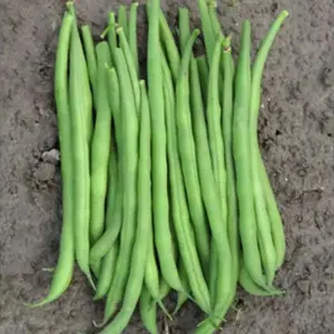 Seminte fasole oloaga fideluta Elba