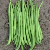 Seminte fasole oloaga fideluta Elba