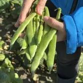 Seminte fasole oloaga lata BB RED 0919