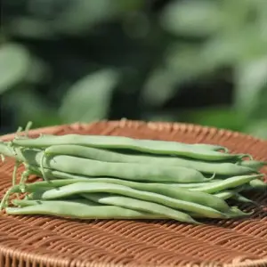 Seminte fasole oloaga lata BB RED 0919