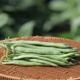 Seminte fasole oloaga lata BB RED 0919