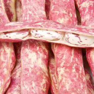 Seminte fasole oloaga lata Horticultural Taylor