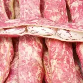 Seminte fasole oloaga lata Horticultural Taylor