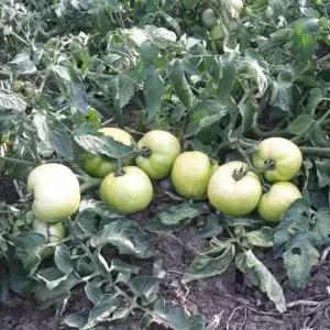 Seminte tomate Balarga