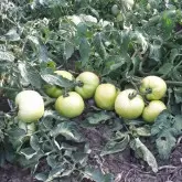 Seminte tomate Balarga