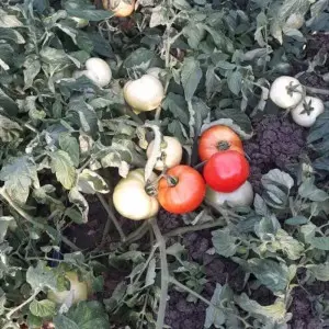 Seminte tomate Balarga