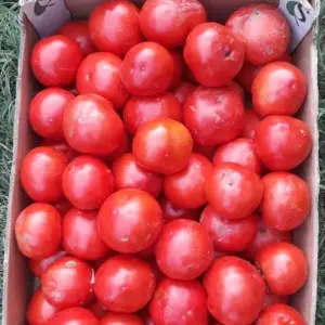 Seminte tomate Balarga