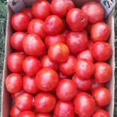 Seminte tomate Balarga