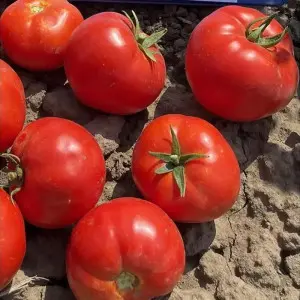 Seminte tomate Balarga