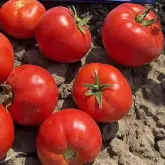 Seminte tomate Balarga