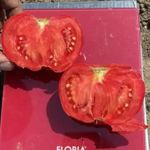Seminte tomate Balarga