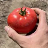 Seminte tomate Balarga