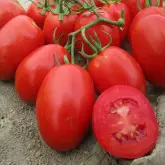 Seminte tomate Rio Grande