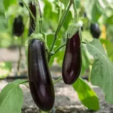 Seminte vinete Violetta lunga 2