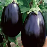 Seminte vinete Black Beauty