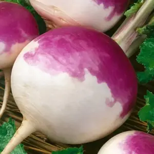 Seminte napi Purple Top White Globe