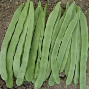 Seminte fasole urcatoare lata Fiji