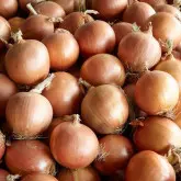 Seminte ceapa Disko F1