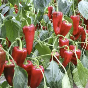 Seminte ardei capia Kamor F1