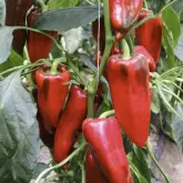 Seminte ardei capia Kamor F1