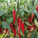 Seminte ardei de boia Zoe F1