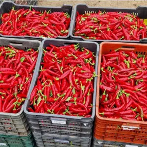 Seminte ardei de boia Zoe F1