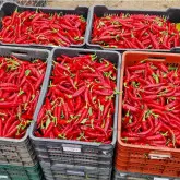 Seminte ardei de boia Zoe F1