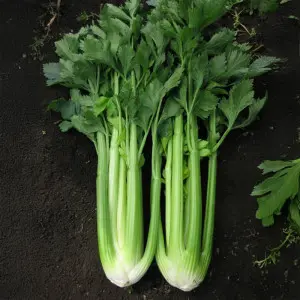 Seminte telina Primus F1