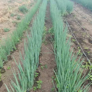 Seminte ceapa verde Oasis F1