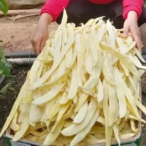 Seminte fasole urcatoare lata Hula